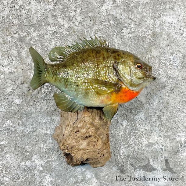 Bluegill Taxidermy Fish Mount For Sale #27816 @ The Taxidermy Store