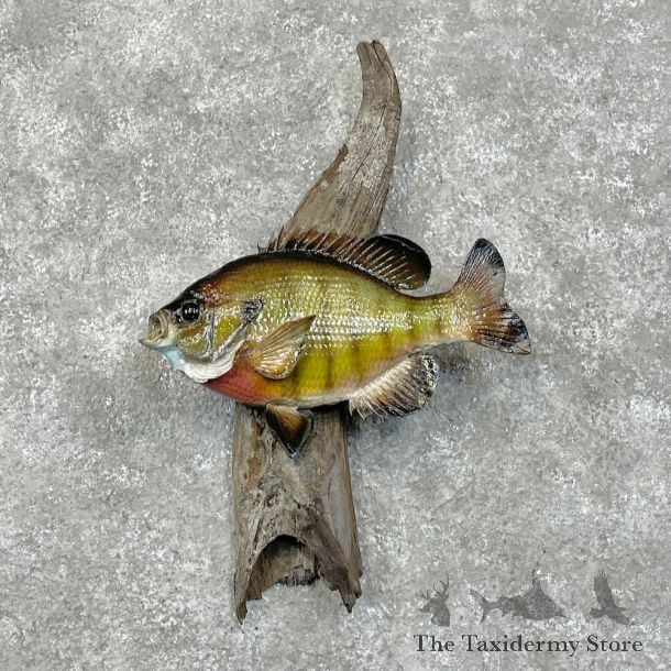 Bluegill Taxidermy Fish Mount For Sale #28518 @ The Taxidermy Store