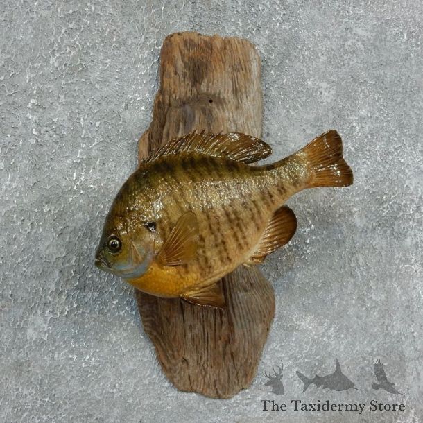 Bluegill Taxidermy Fish Mount #17951 For Sale @ The Taxidermy Store