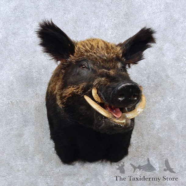 Giant Boar Shoulder Mount For Sale #15262 @ The Taxidermy Store