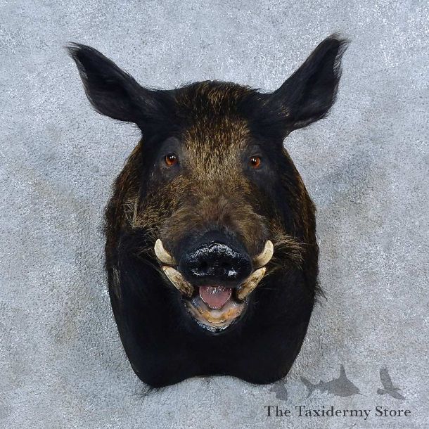 Wild Boar Shoulder Mount For Sale #15312 @ The Taxidermy Store