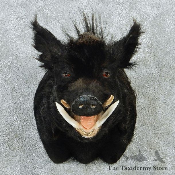 Boar Shoulder Taxidermy Head Mount #12852 For Sale @ The Taxidermy Store