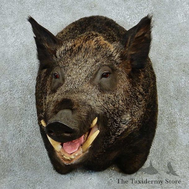 Russian Boar Shoulder Taxidermy Mount #13229 For Sale @ The Taxidermy Store