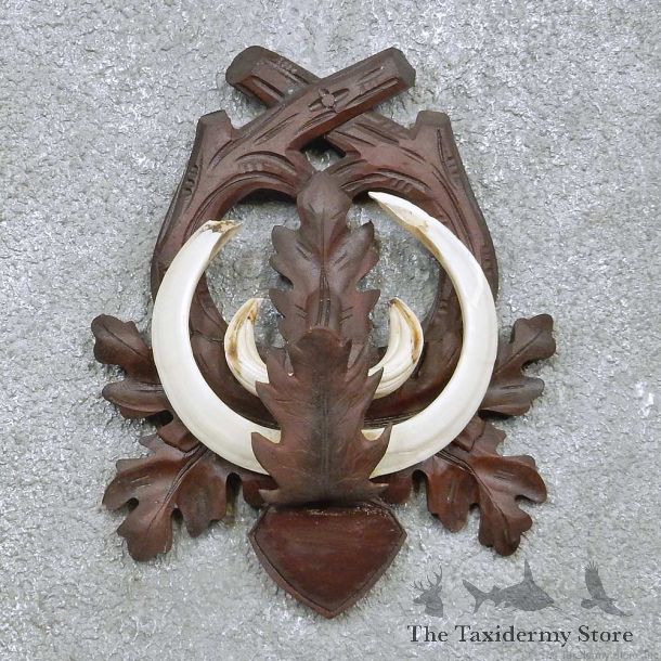 Feral Boar Tusk Plaque For Sale #15166 @ The Taxidermy Store