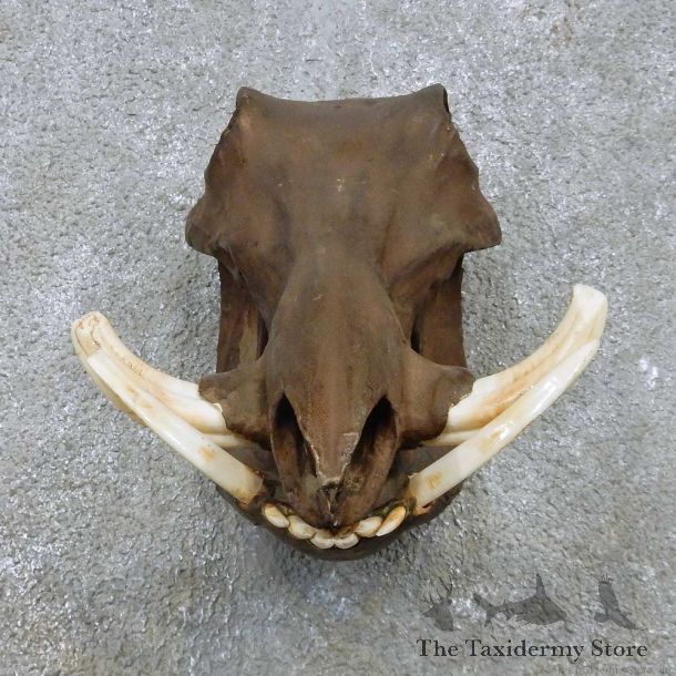 Wild Boar Skull & Tusk Mount For Sale #15165 @ The Taxidermy Store