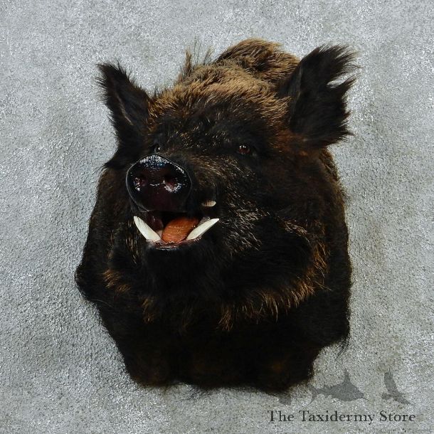 Boar Shoulder Taxidermy Mount #12874 For Sale @ The Taxidermy Store
