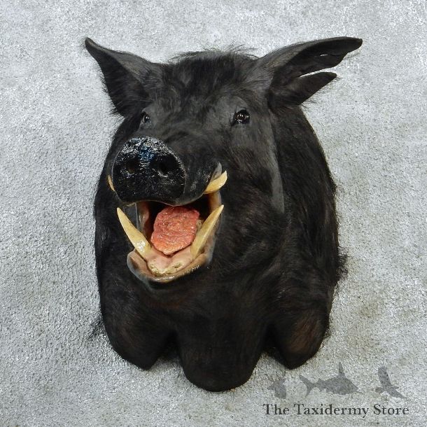 Black Boar Taxidermy Shoulder Mount #12885 For Sale @ The Taxidermy Store