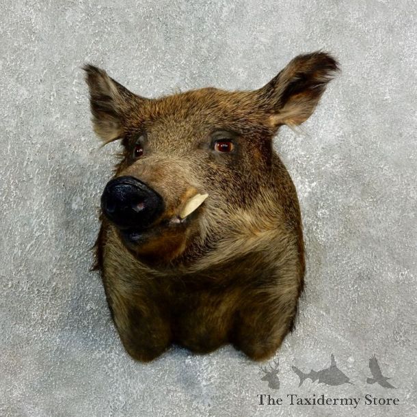 Wild Boar Shoulder Mount For Sale #17673 @ The Taxidermy Store