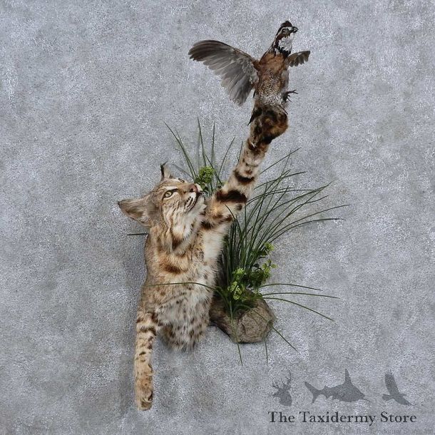 Bobcat & Quail 1/2-Life-Size Mount For Sale #15666 @ The Taxidermy Store