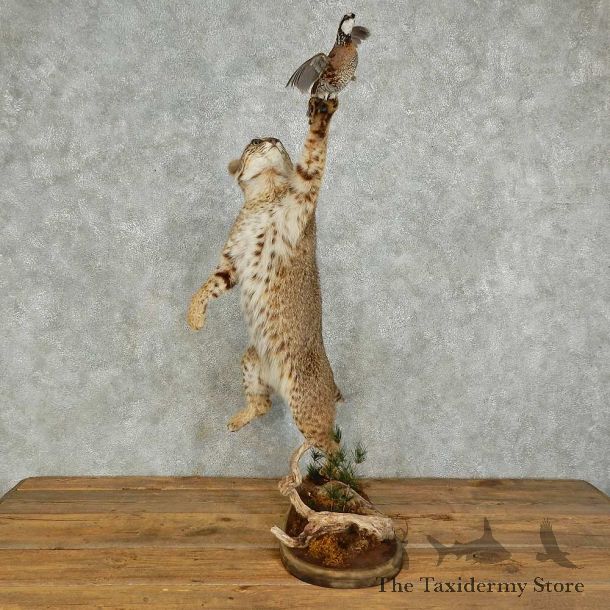 Bobcat & Quail Life-Size Mount For Sale #16035 @ The Taxidermy Store