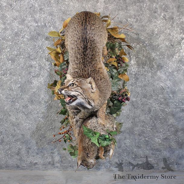 Standing Bobcat Wall Hanging Mount #11865 For Sale @ The Taxidermy Store