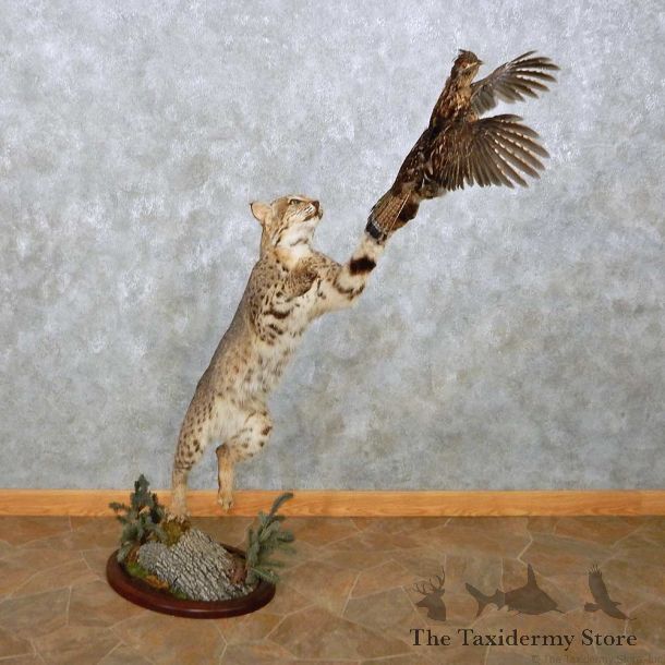 Bobcat w/ Grouse Taxidermy Mount For Sale #14392 @ The Taxidermy Store