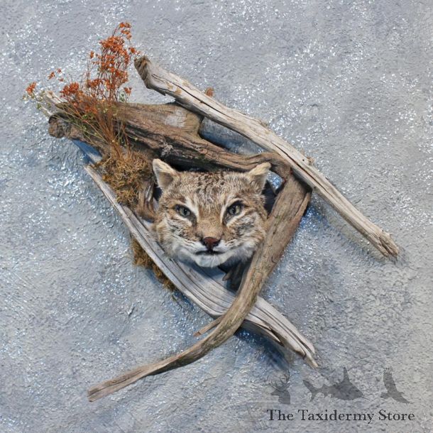 Wall Hanging Bobcat Head Mount #10107 For Sale @ The Taxidermy Store