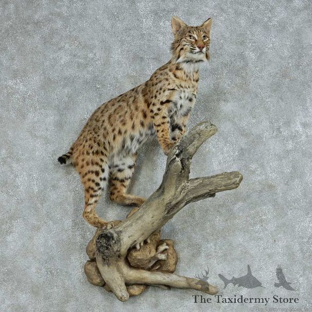 Perched Bobcat Life Size Mount #13672 For Sale @ The Taxidermy Store