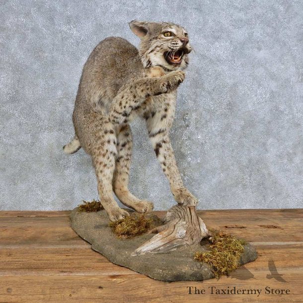 Striking Bobcat Life-Size Mount For Sale #14706 @ The Taxidermy Store