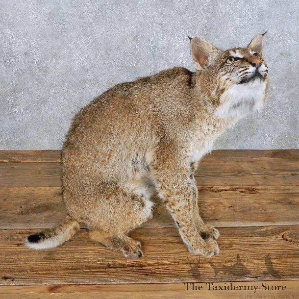 Sitting Bobcat Mount For Sale #14982 @ The Taxidermy Store