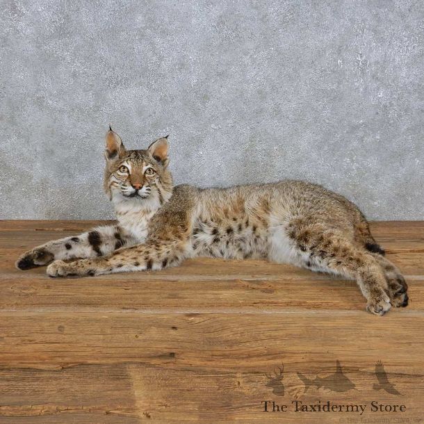 Laying Bobcat Mount For Sale #14994 @ The Taxidermy Store