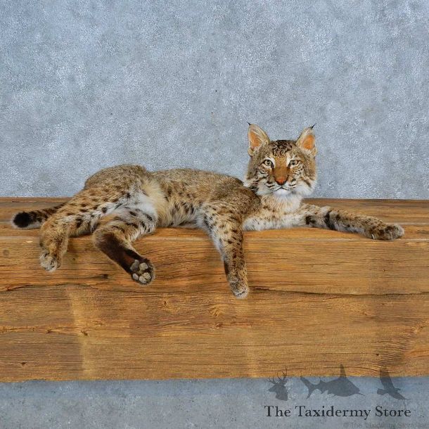Bobcat Life-Size Mount For Sale #15506 @ The Taxidermy Store