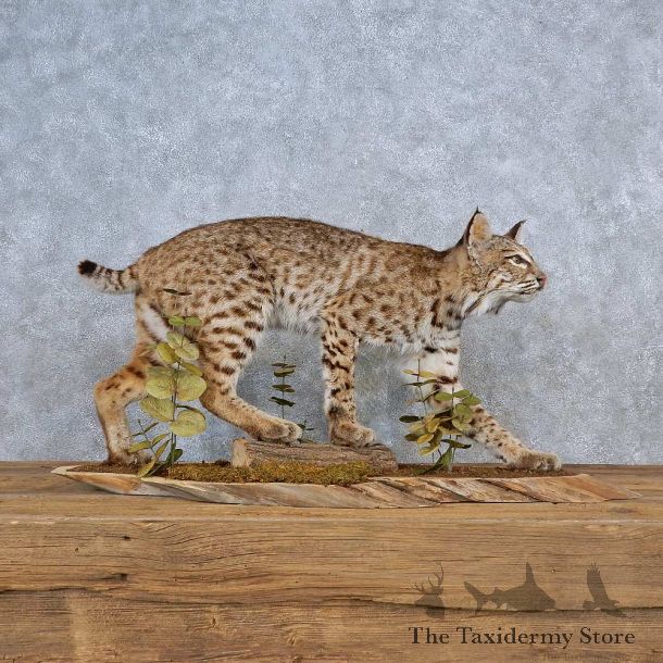 Bobcat Life-Size Mount For Sale #15571 @ The Taxidermy Store