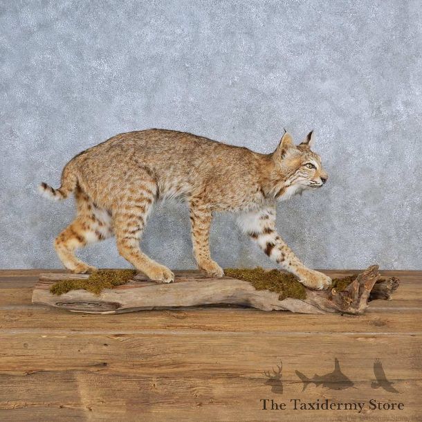 Bobcat Life-Size Mount For Sale #15572 @ The Taxidermy Store