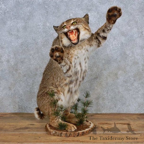 Bobcat Life-Size Mount For Sale #15693 @ The Taxidermy Store