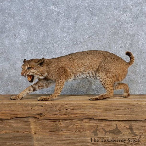 Bobcat Life-Size Mount For Sale #15697 @ The Taxidermy Store