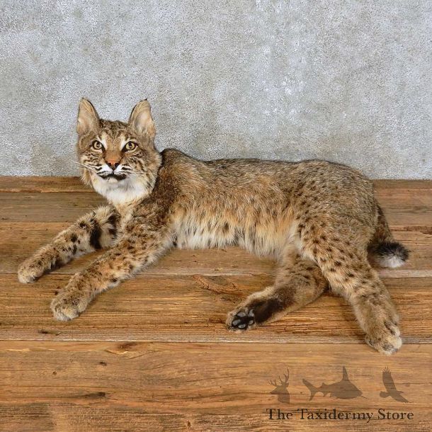 Bobcat Life-Size Mount For Sale #15895 @ The Taxidermy Store