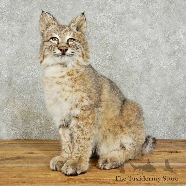 Bobcat Life-Size Mount For Sale #16034 @ The Taxidermy Store