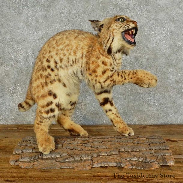 Bobcat Life-Size Mount For Sale #16036 @ The Taxidermy Store