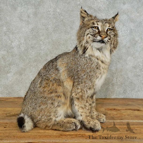 Bobcat Life-Size Mount For Sale #16236 @ The Taxidermy Store