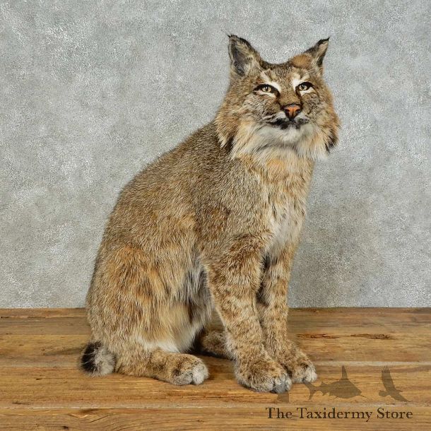 Bobcat Life-Size Mount For Sale #16237 @ The Taxidermy Store