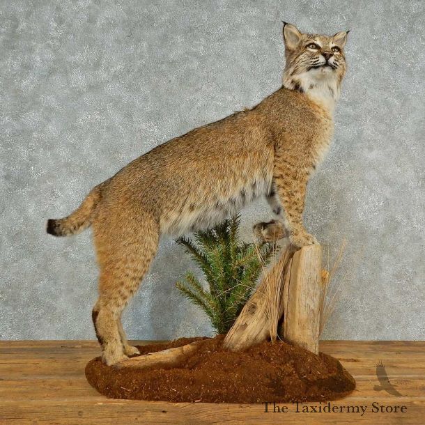Bobcat Life-Size Mount For Sale #16572 @ The Taxidermy Store