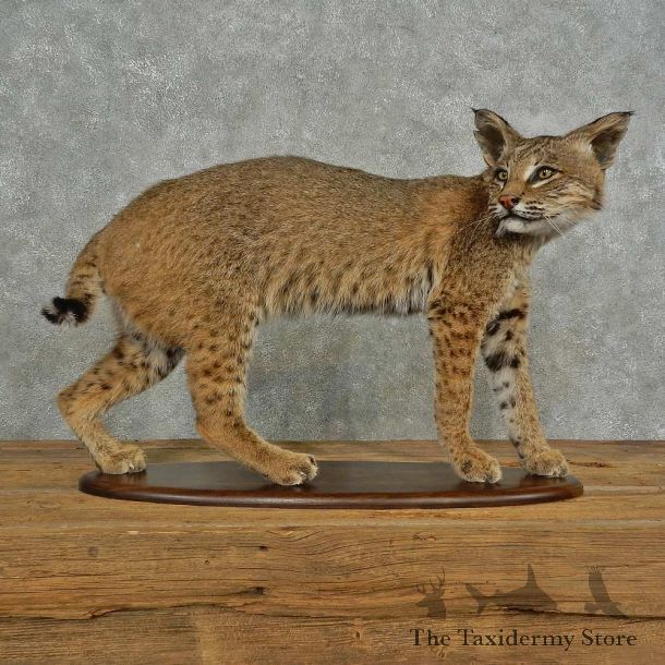 Bobcat Life-Size Mount For Sale #16693 @ The Taxidermy Store