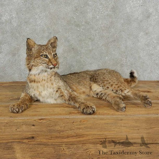 Bobcat Life-Size Mount For Sale #16832 @ The Taxidermy Store
