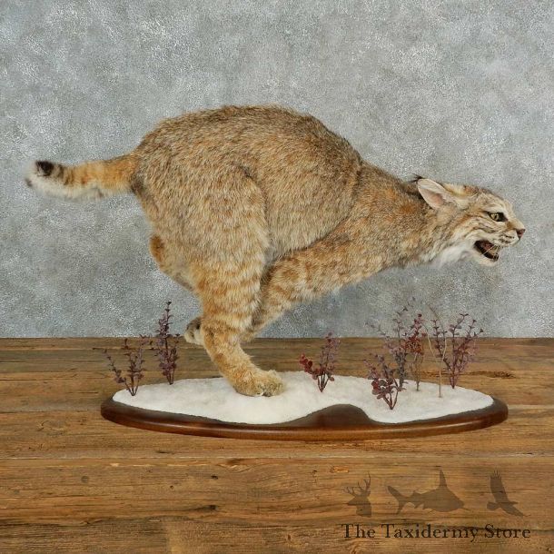 Bobcat Life-Size Mount For Sale #16967 @ The Taxidermy Store