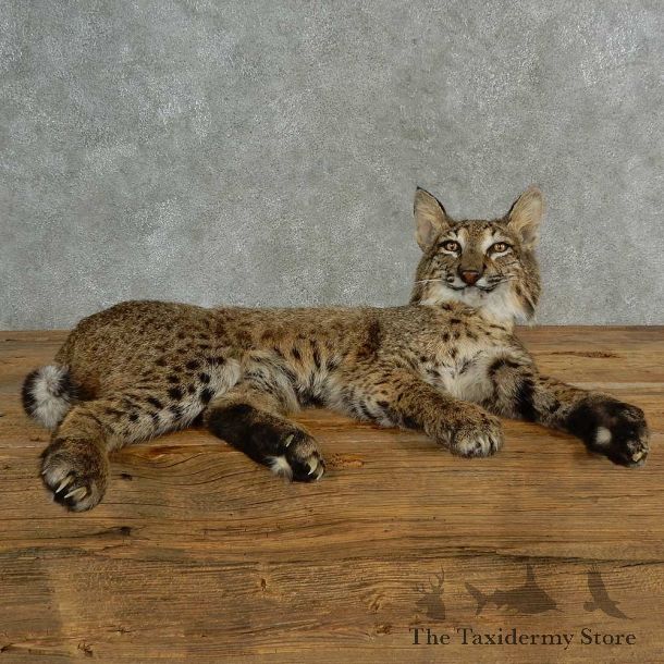 Bobcat Life-Size Mount For Sale #16987 @ The Taxidermy Store