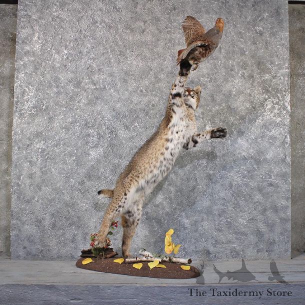 Jumping Bobcat Mount #11829 For Sale @ The Taxidermy Store