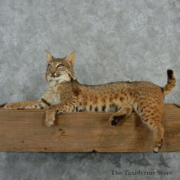 Bobcat Life Size Taxidermy Mount #12991 For Sale @ The Taxidermy Store