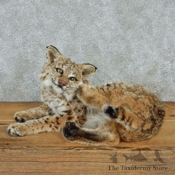 Laying Bobcat Life-Size Mount #13022 For Sale @ The Taxidermy Store