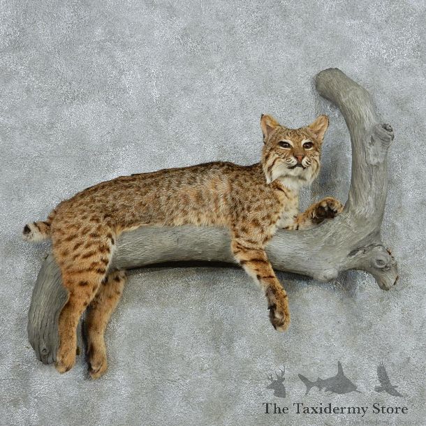 Bobcat Life Size Taxidermy Mount #13091 For Sale @ The Taxidermy Store