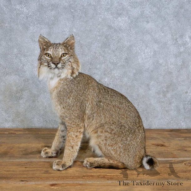 Sitting Bobcat Mount For Sale #14715 @ The Taxidermy Store