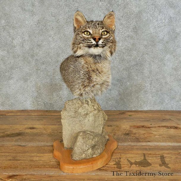 Bobcat Shoulder Pedestal Mount For Sale #16123 @ The Taxidermy Store