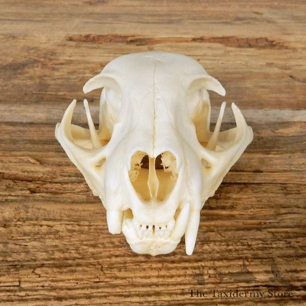 Bobcat Skull Mount For Sale #14945 @ The Taxidermy Store
