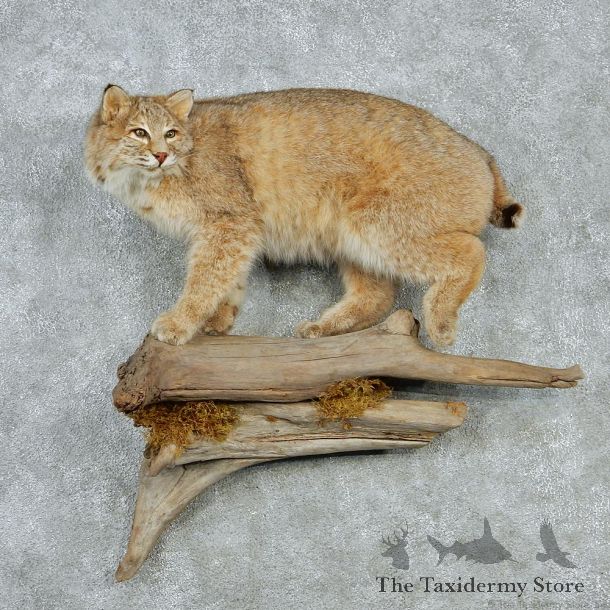Standing Bobcat Taxidermy Mount #12868 For Sale @ The Taxidermy Store