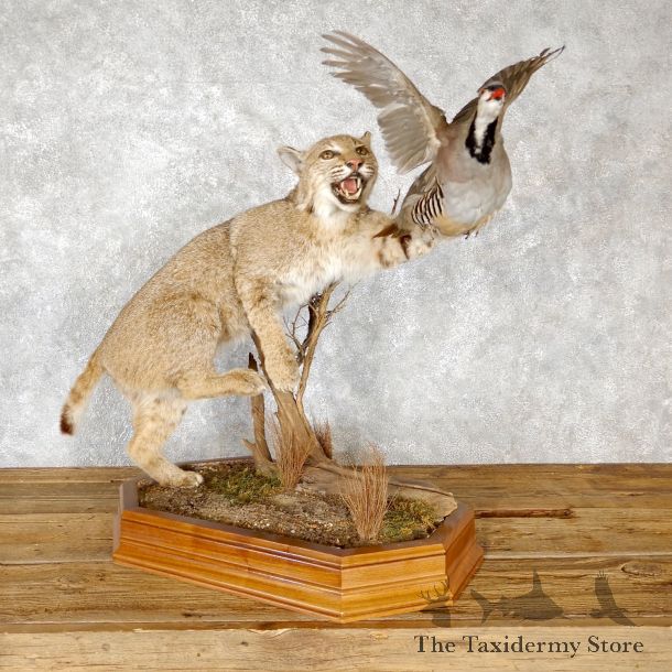 Bobcat And Chukar Life-Size Mount For Sale #19459 @ The Taxidermy Store