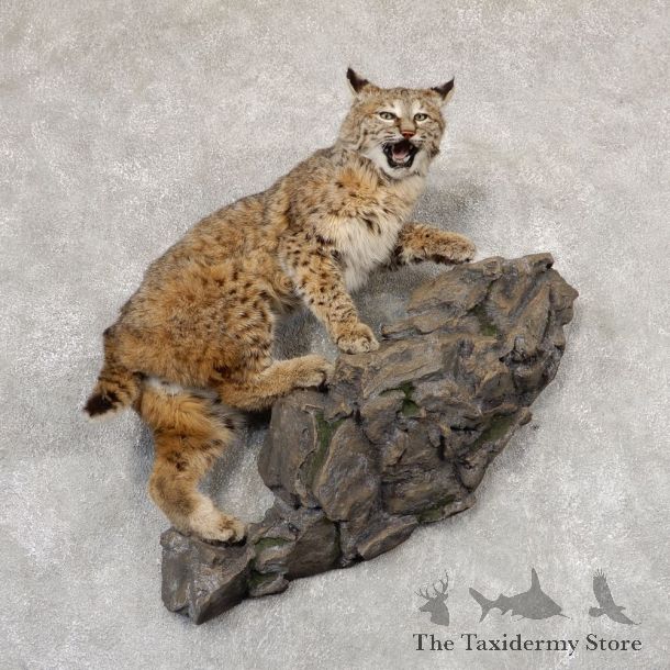 Bobcat Life-Size Mount For Sale #18913 @ The Taxidermy Store
