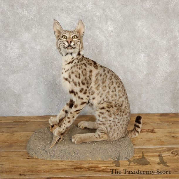 Bobcat Life-Size Mount For Sale #20226 @ The Taxidermy Store