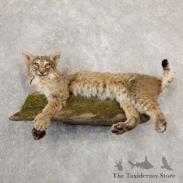 Bobcat Life-Size Mount For Sale #20668 @ The Taxidermy Store
