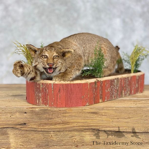 Bobcat Life-Size Mount For Sale #21402 @ The Taxidermy Store