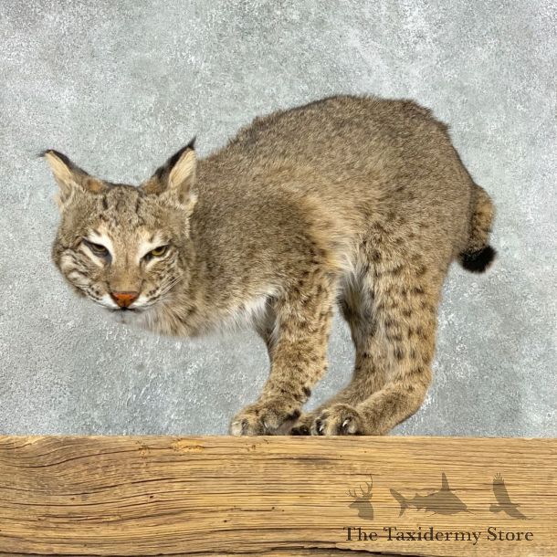 Bobcat Life-Size Mount For Sale #22305 @ The Taxidermy Store
